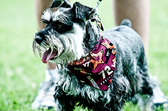 Woofstock 2010 -Soho Photography
