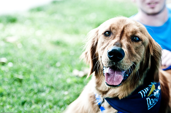 Woofstock 2010 -Soho Photography