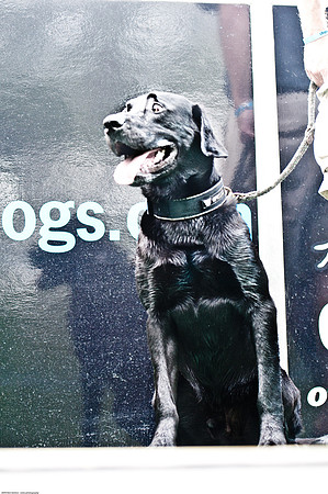 Woofstock 2010 -Soho Photography