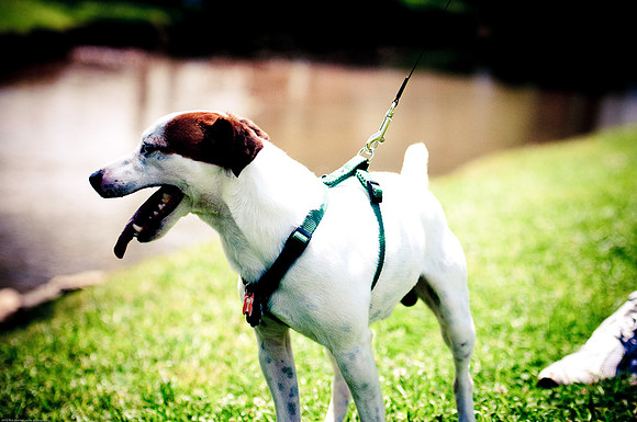 Woofstock 2010 -Soho Photography