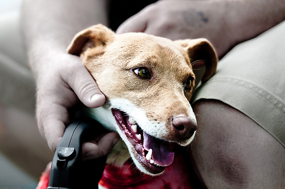 Woofstock 2010 -Soho Photography