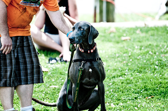 Woofstock 2010 -Soho Photography