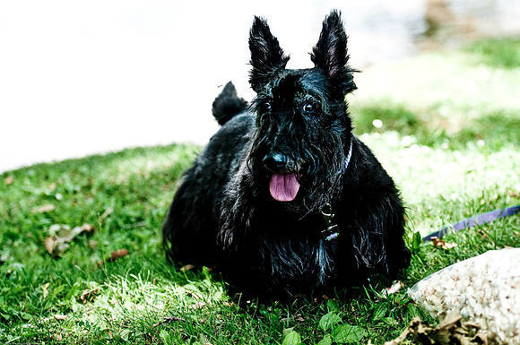 Woofstock 2010 -Soho Photography
