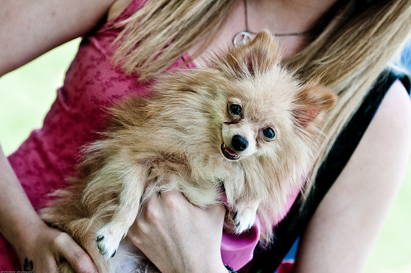 Woofstock 2010 -Soho Photography