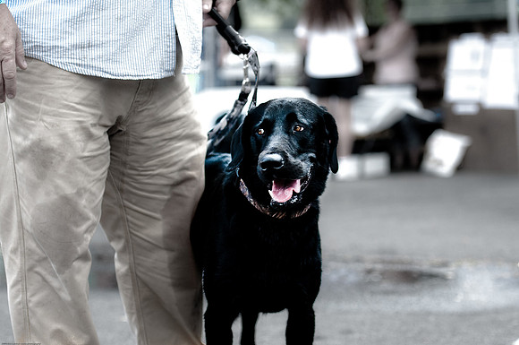 Woofstock 2010 -Soho Photography
