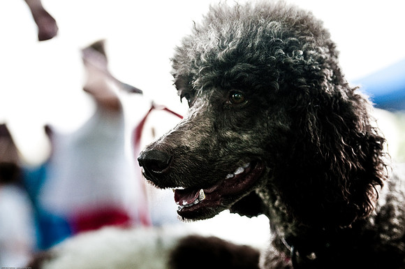 Woofstock 2010 -Soho Photography