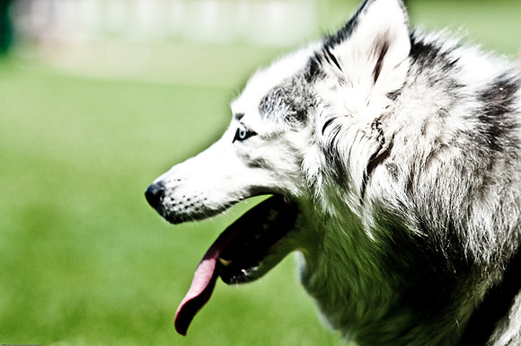 Woofstock 2010 -Soho Photography