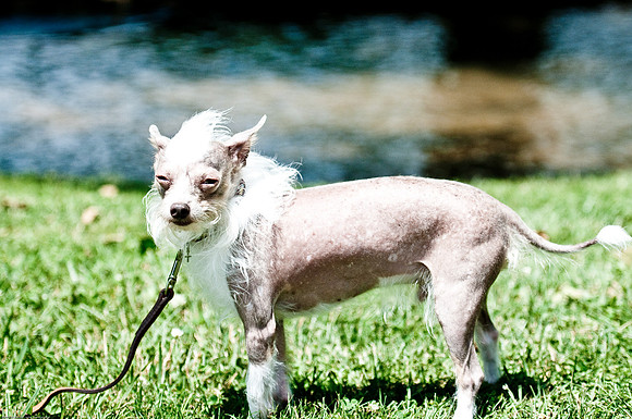 Woofstock 2010 -Soho Photography