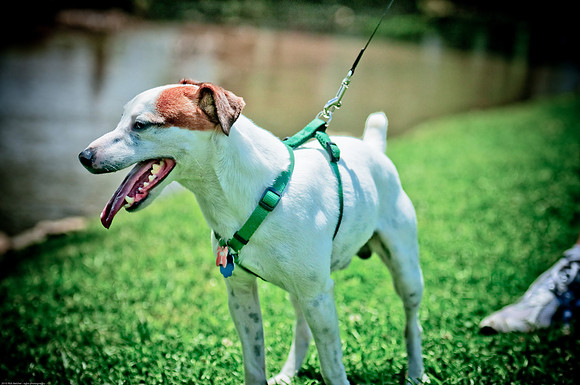 Woofstock 2010 -Soho Photography