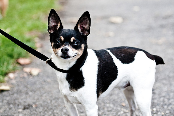 Woofstock 2010 -Soho Photography