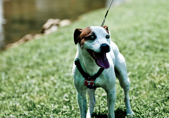 Woofstock 2010 -Soho Photography