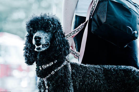 Woofstock 2010 -Soho Photography