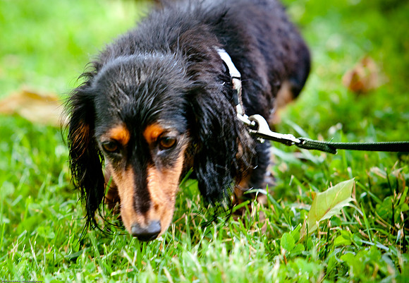 Woofstock 2010 -Soho Photography
