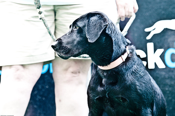 Woofstock 2010 -Soho Photography
