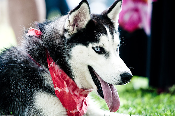 Woofstock 2010 -Soho Photography