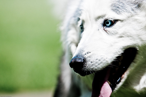 Woofstock 2010 -Soho Photography