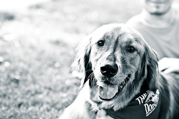 Woofstock 2010 -Soho Photography