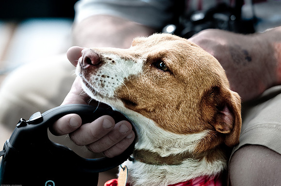 Woofstock 2010 -Soho Photography