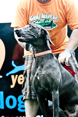 Woofstock 2010 -Soho Photography