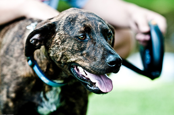 Woofstock 2010 -Soho Photography