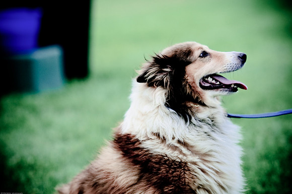 Woofstock 2010 -Soho Photography
