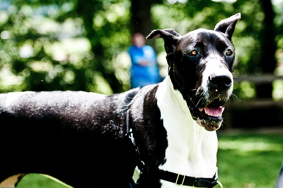 Woofstock 2010 -Soho Photography