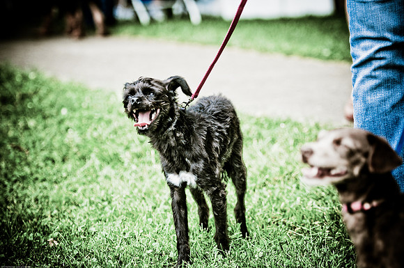 Woofstock 2010 -Soho Photography