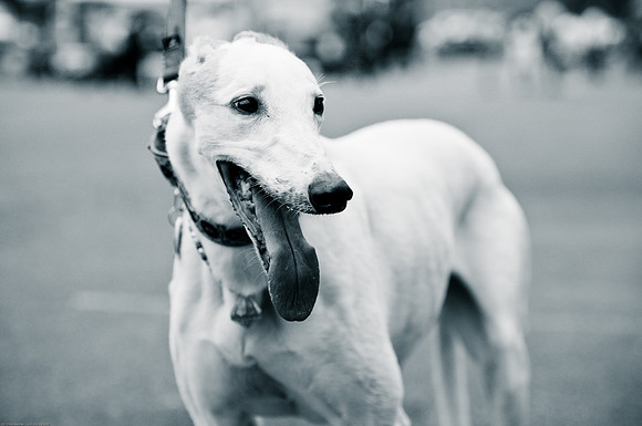 Woofstock 2010 -Soho Photography