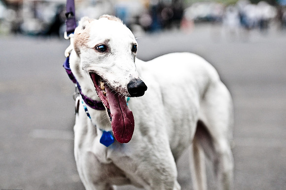 Woofstock 2010 -Soho Photography