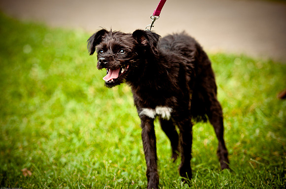 Woofstock 2010 -Soho Photography