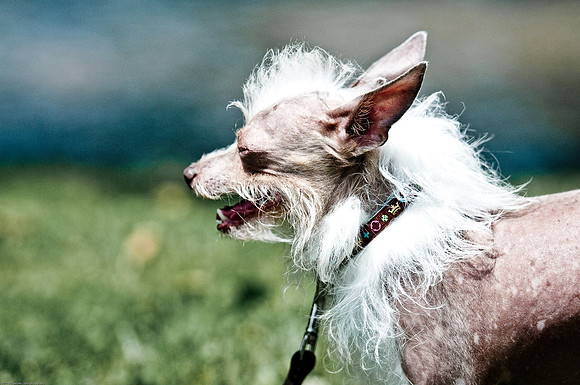 Woofstock 2010 -Soho Photography