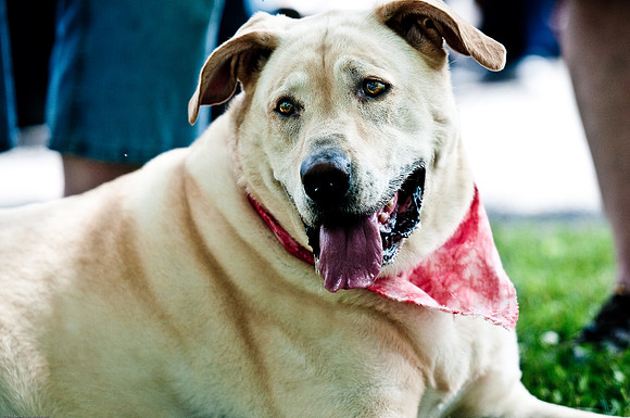 Woofstock 2010 -Soho Photography