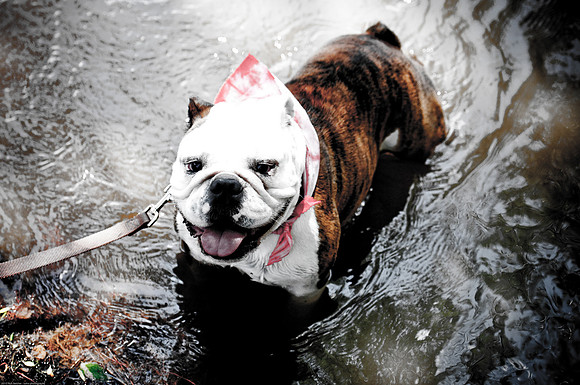Woofstock 2010 -Soho Photography