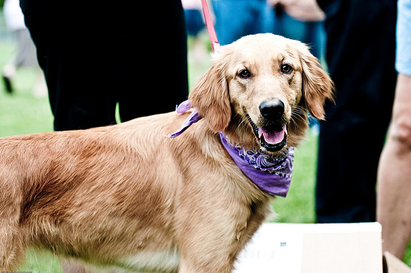 Woofstock 2010 -Soho Photography