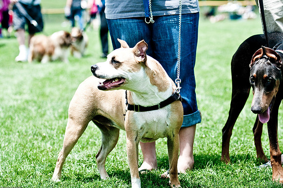 Woofstock 2010 -Soho Photography