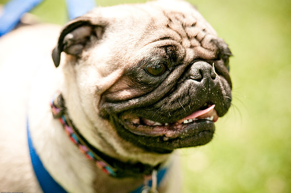 Woofstock 2010 -Soho Photography