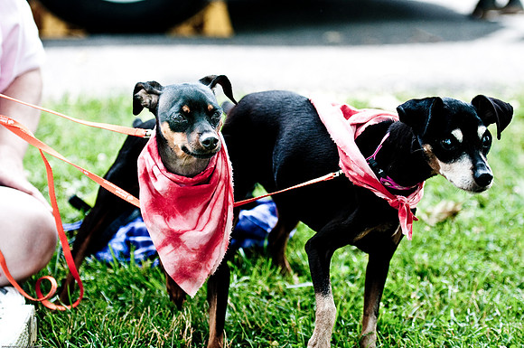 Woofstock 2010 -Soho Photography