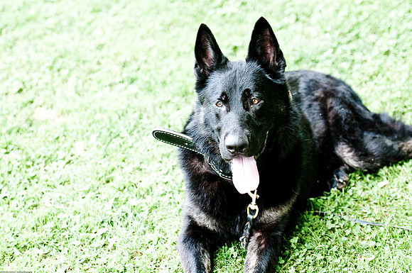Woofstock 2010 -Soho Photography