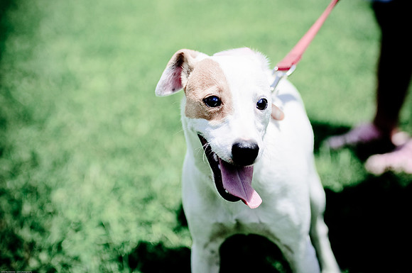 Woofstock 2010 -Soho Photography
