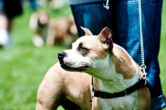 Woofstock 2010 -Soho Photography
