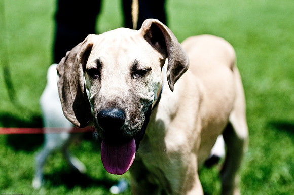 Woofstock 2010 -Soho Photography
