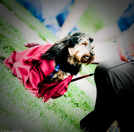 Woofstock 2010 -Soho Photography