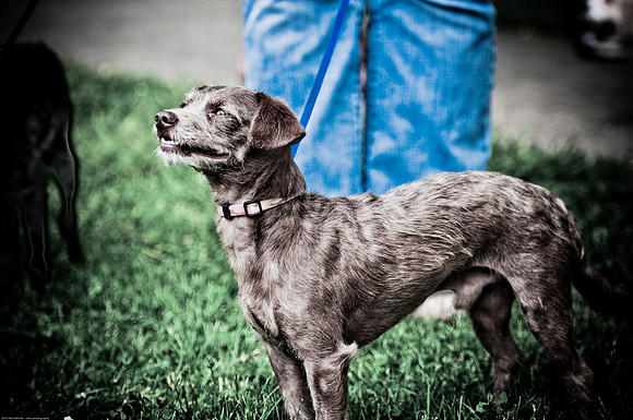 Woofstock 2010 -Soho Photography