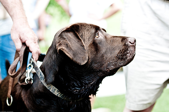 Woofstock 2010 -Soho Photography