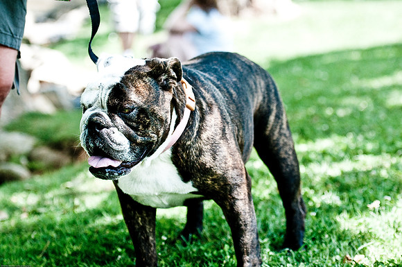 Woofstock 2010 -Soho Photography