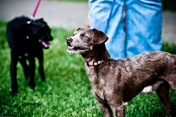 Woofstock 2010 -Soho Photography