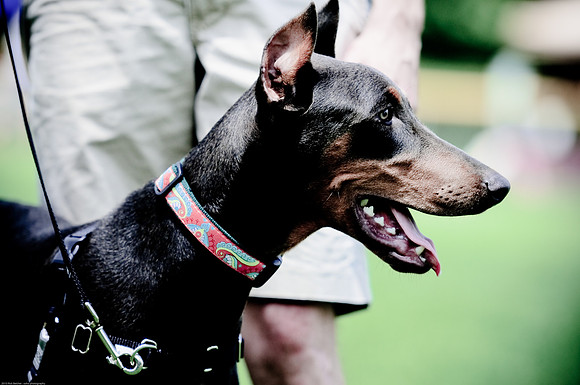 Woofstock 2010 -Soho Photography