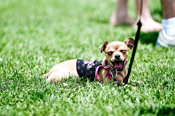 Woofstock 2010 -Soho Photography