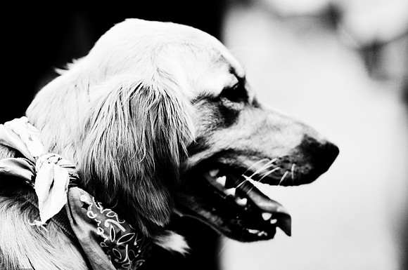 Woofstock 2010 -Soho Photography