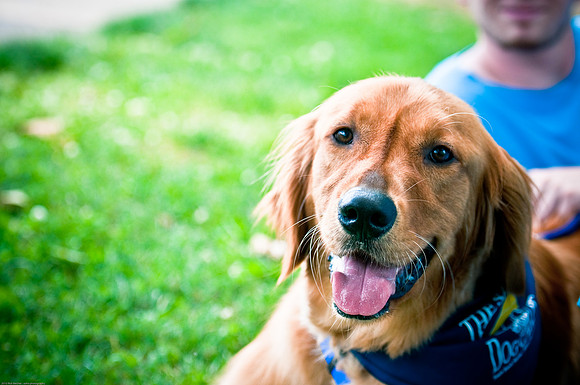 Woofstock 2010 -Soho Photography